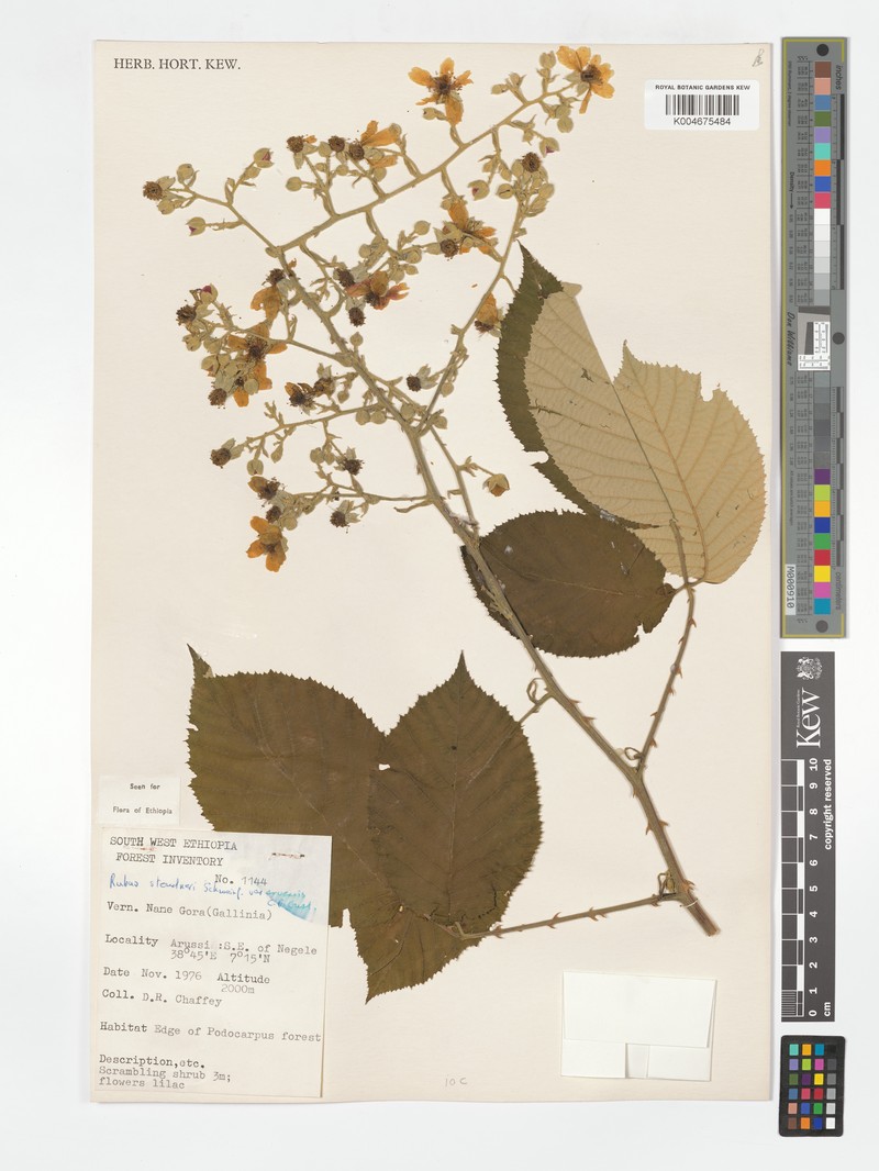 Rubus steudneri var. aberensis photo 3