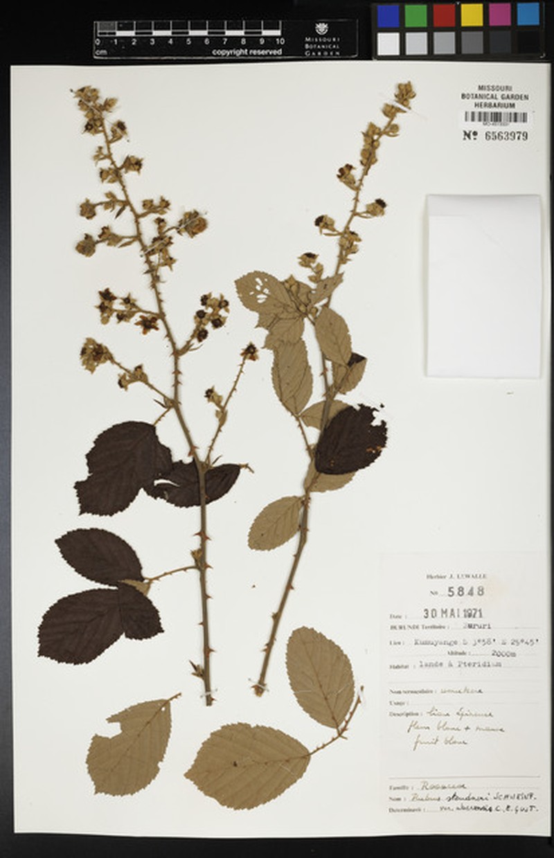 Rubus steudneri var. aberensis photo 4