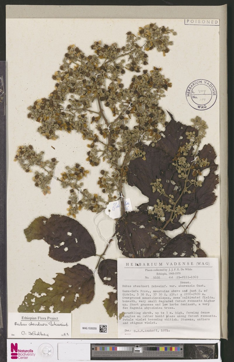 Rubus steudneri var. aberensis photo 5