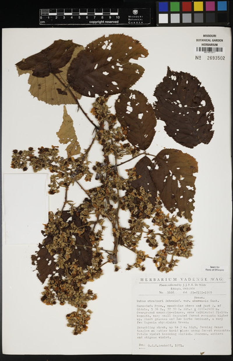 Rubus steudneri var. aberensis photo 6