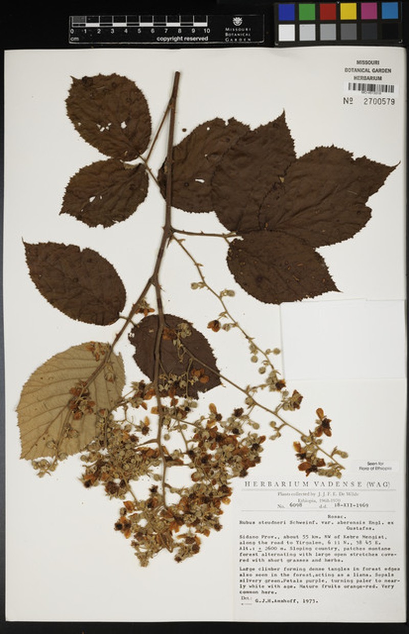 Rubus steudneri var. aberensis photo 7