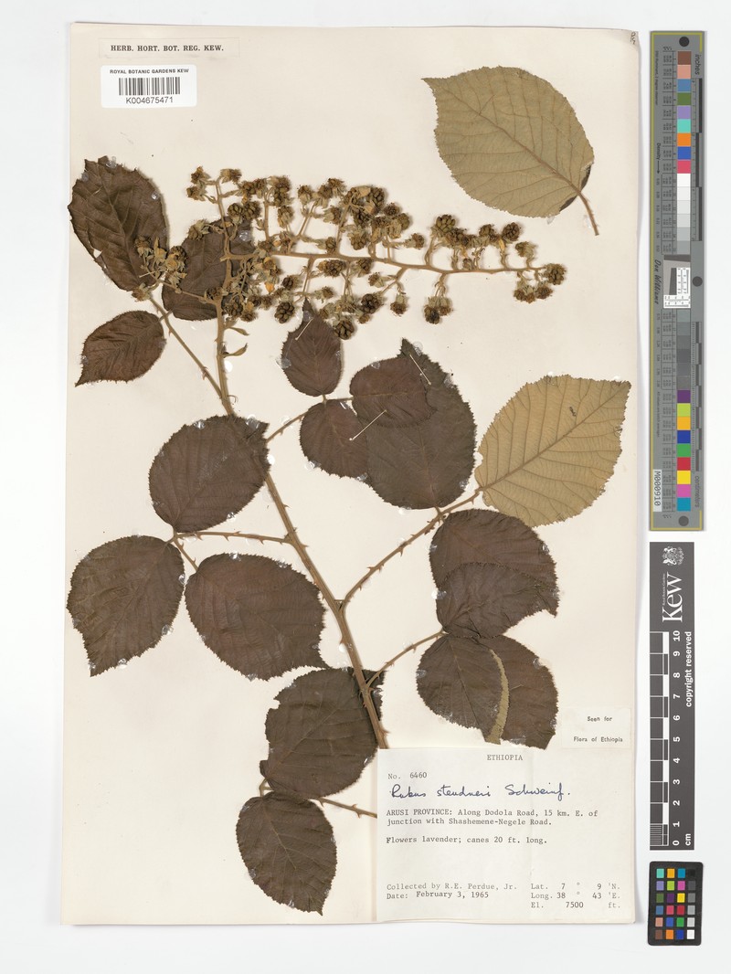 Rubus steudneri var. aberensis photo 8