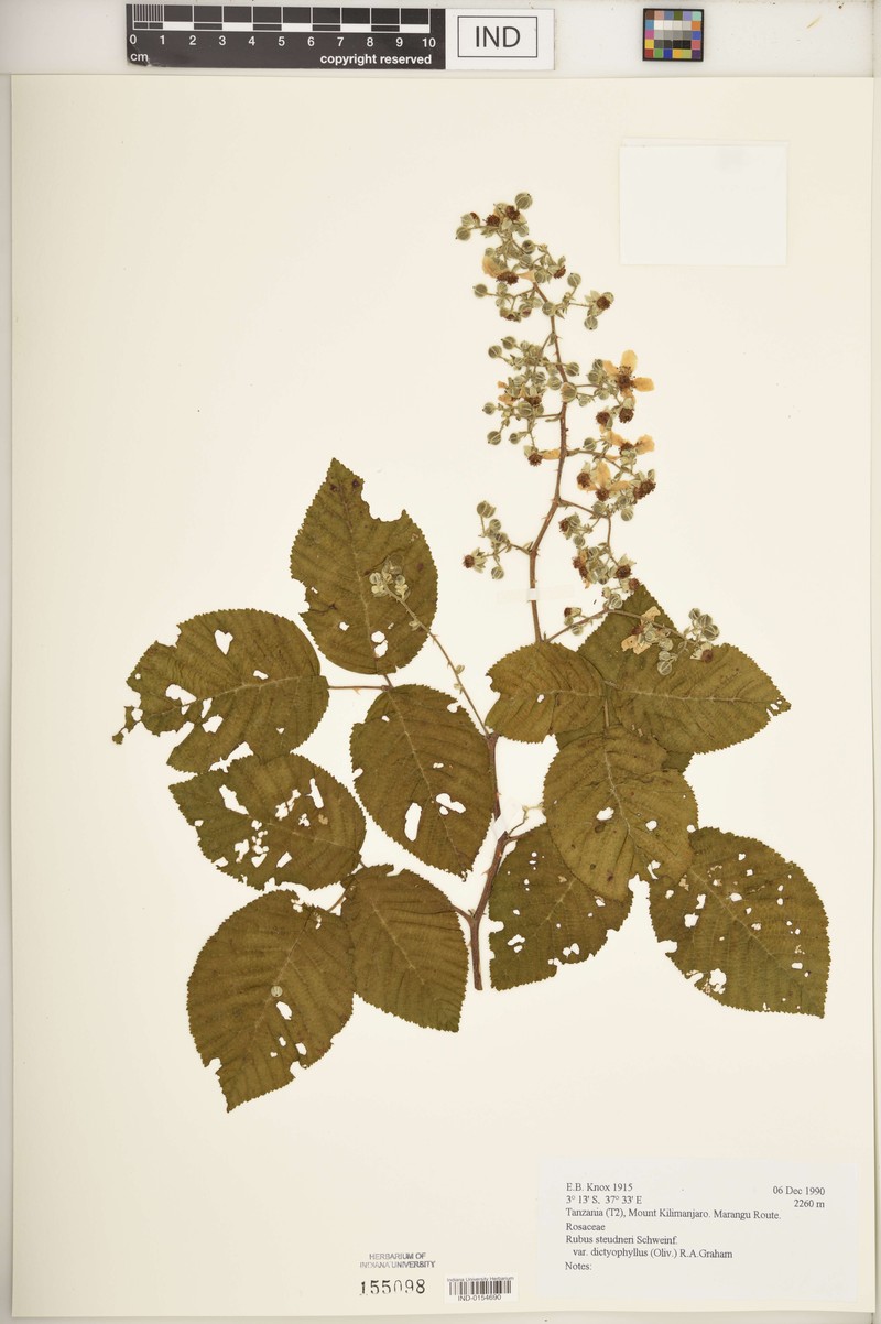 Rubus steudneri var. dictyophyllus