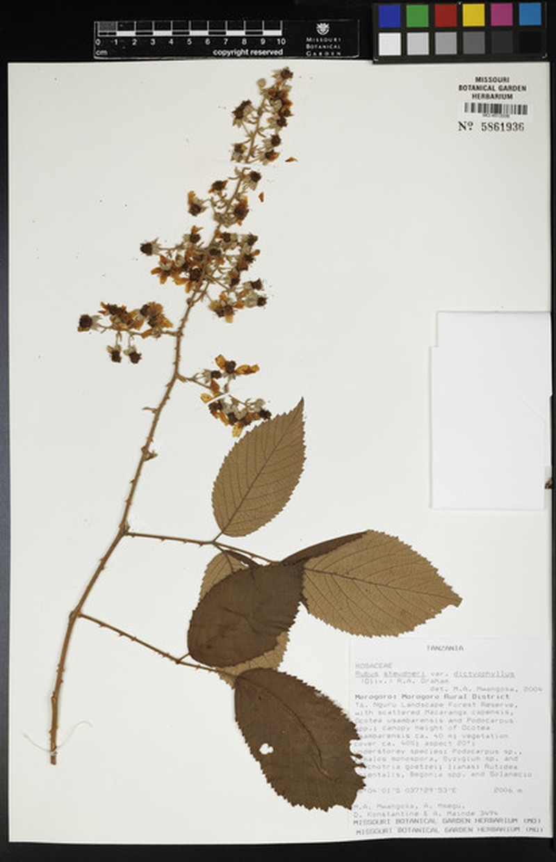 Rubus steudneri var. dictyophyllus photo 2