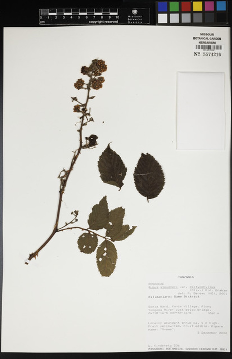 Rubus steudneri var. dictyophyllus photo 3