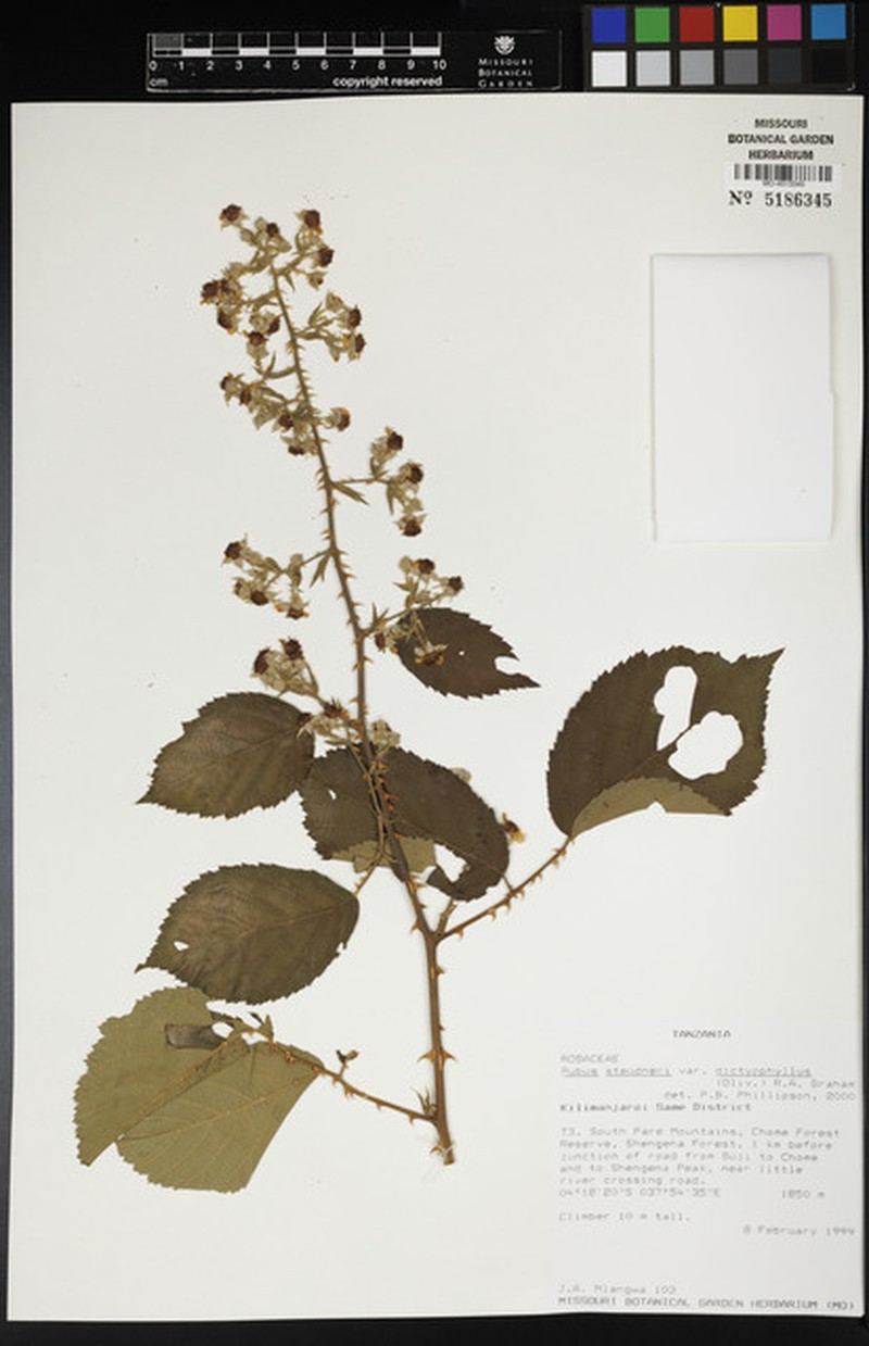 Rubus steudneri var. dictyophyllus photo 4