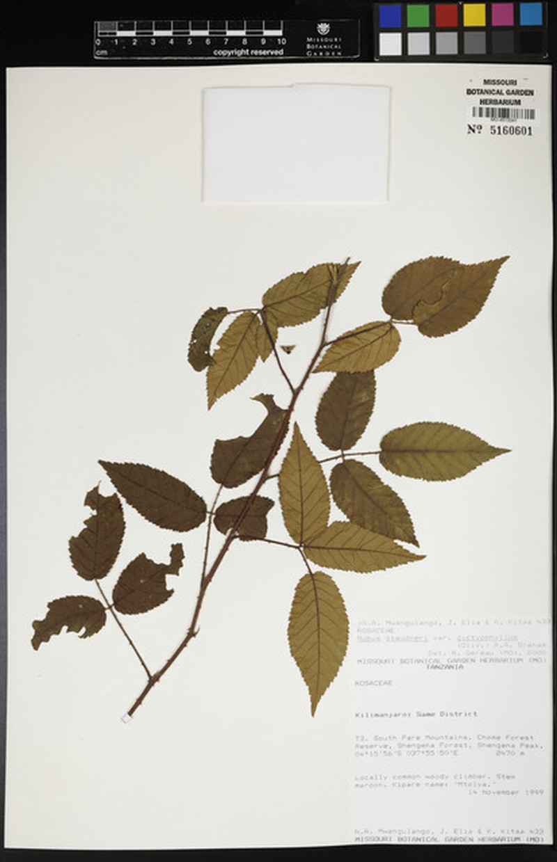 Rubus steudneri var. dictyophyllus photo 5