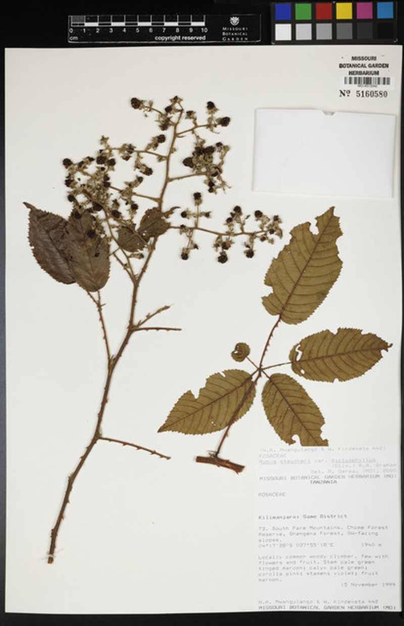Rubus steudneri var. dictyophyllus photo 6
