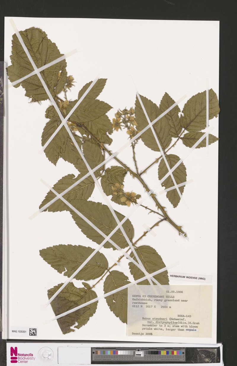 Rubus steudneri var. dictyophyllus photo 7