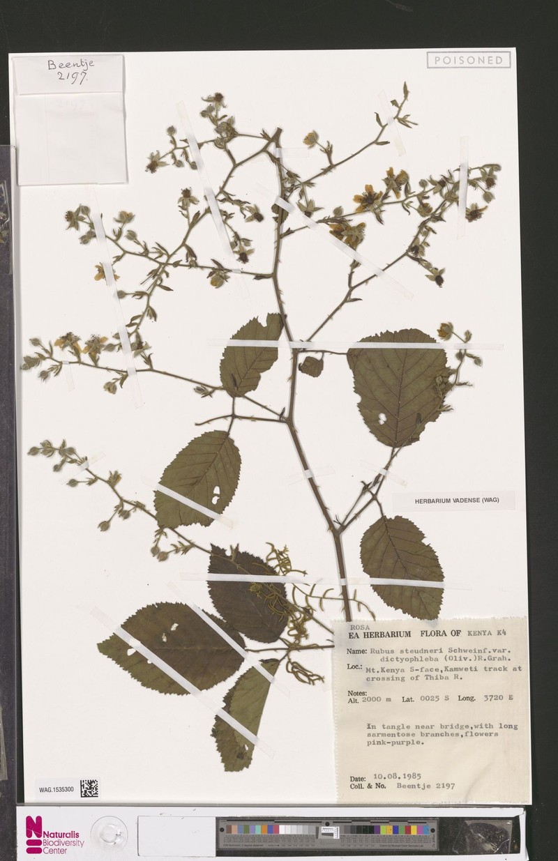 Rubus steudneri var. dictyophyllus photo 8