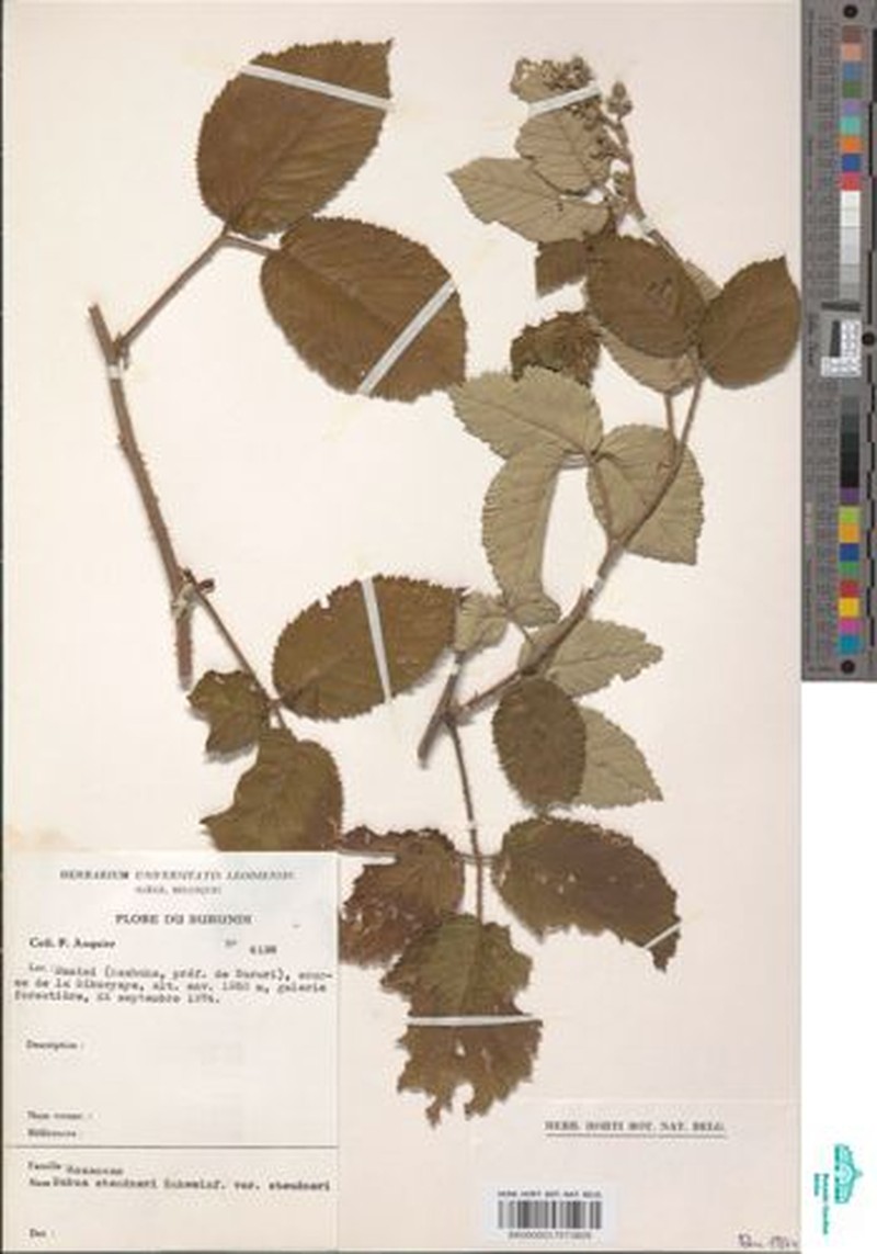 Rubus steudneri var. steudneri