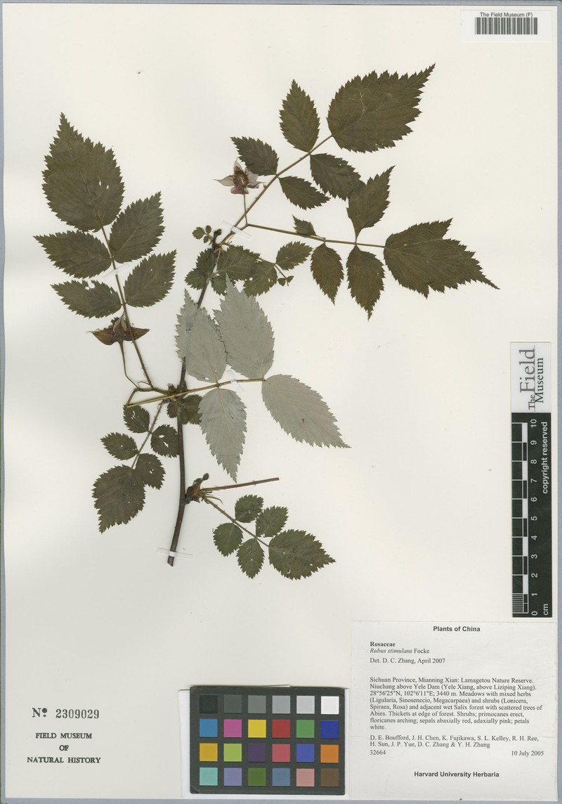 Rubus stimulans photo 2