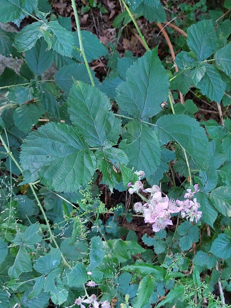 Rubus stimulifer