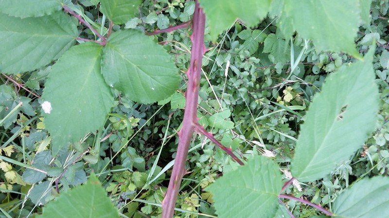 Rubus stimulifer photo 2