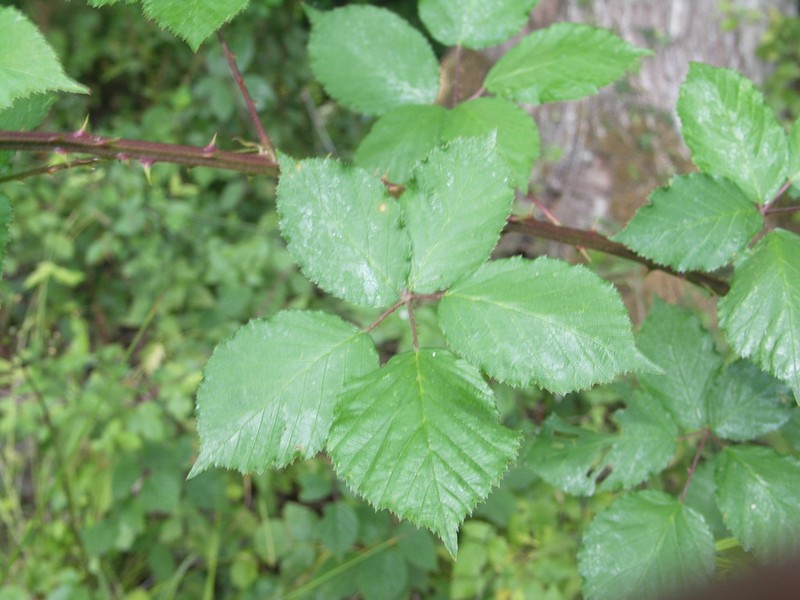 Rubus stimulifer photo 3