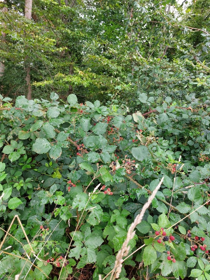 Rubus stimulifer photo 4