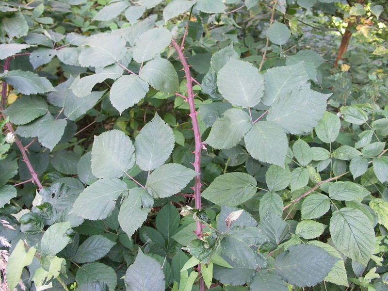 Rubus stimulifer photo 5