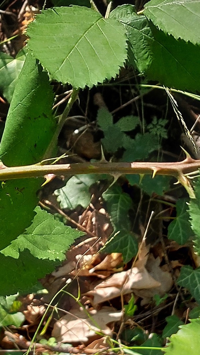 Rubus stimulifer photo 6