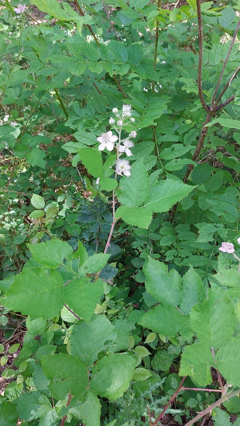 Rubus stimulifer photo 7