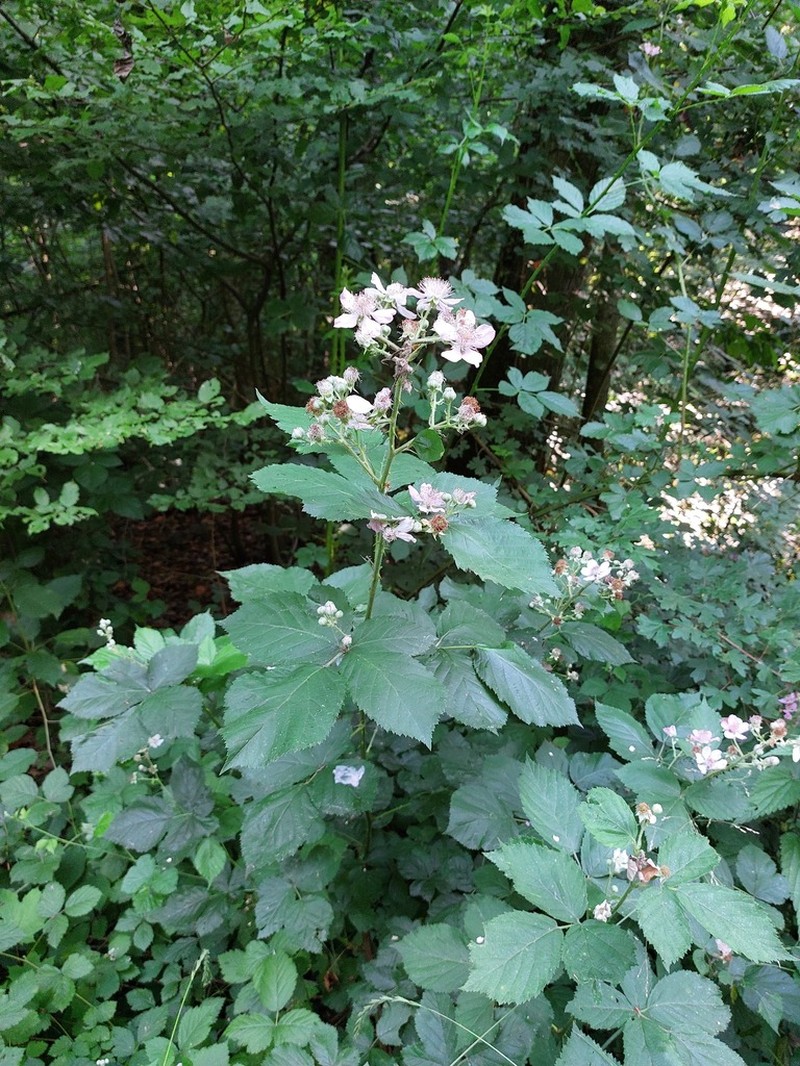 Rubus stimulifer photo 8