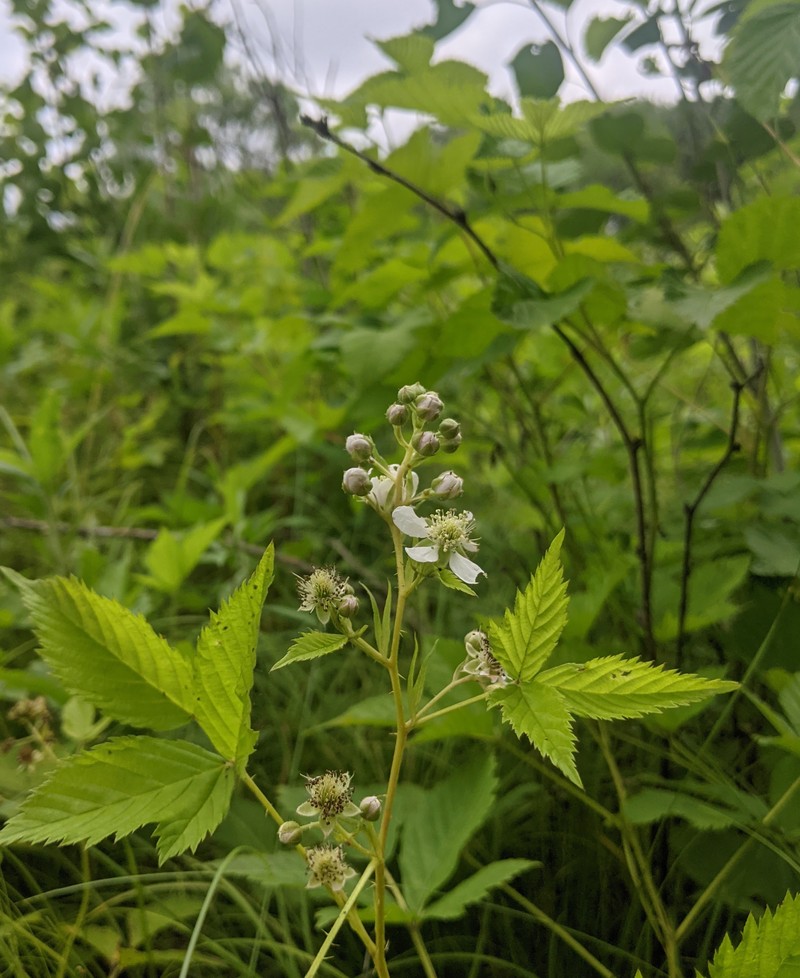 Big Horseshoe Lake Dewberry