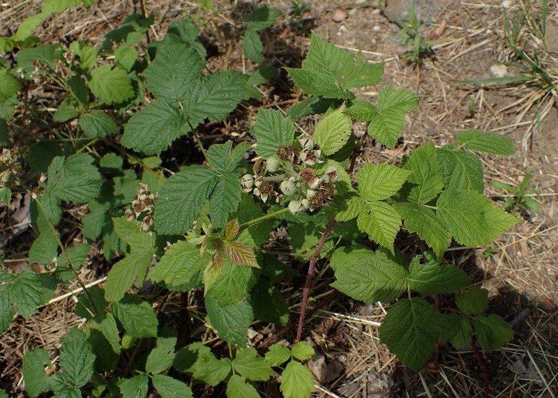 Rubus stohrii