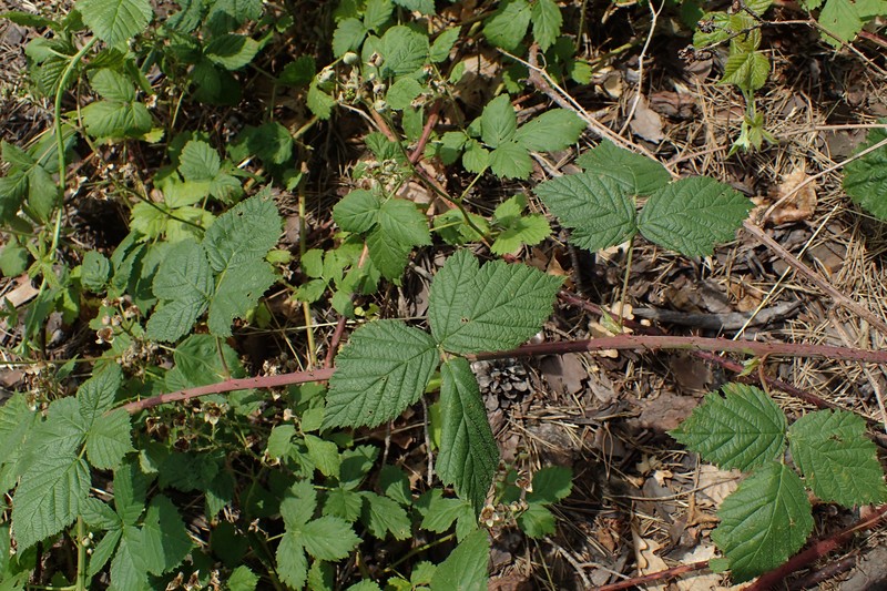 Rubus stohrii photo 2