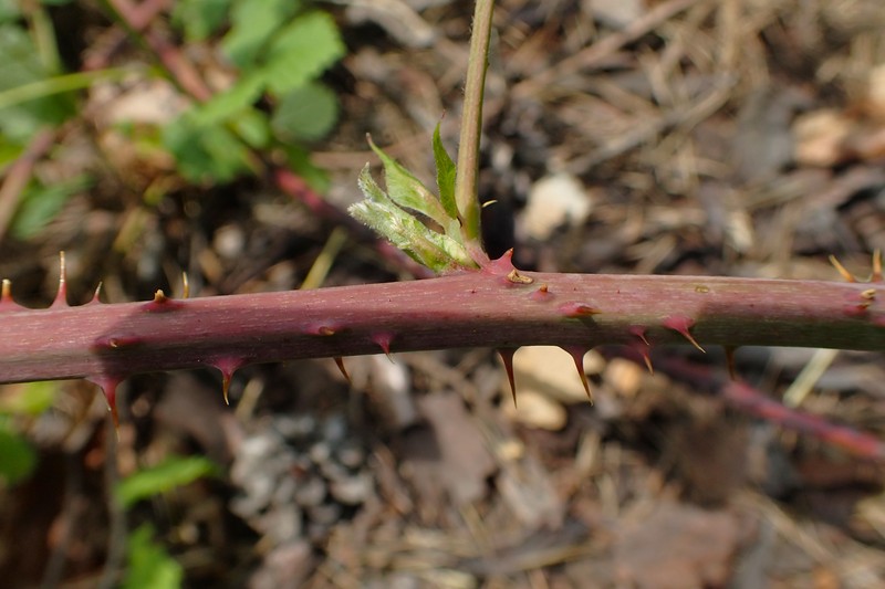 Rubus stohrii photo 3