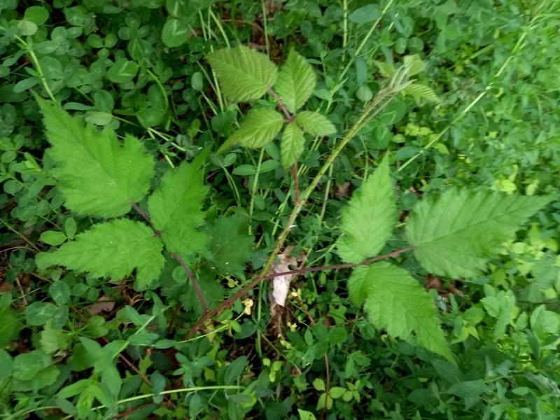 Rubus styriacus