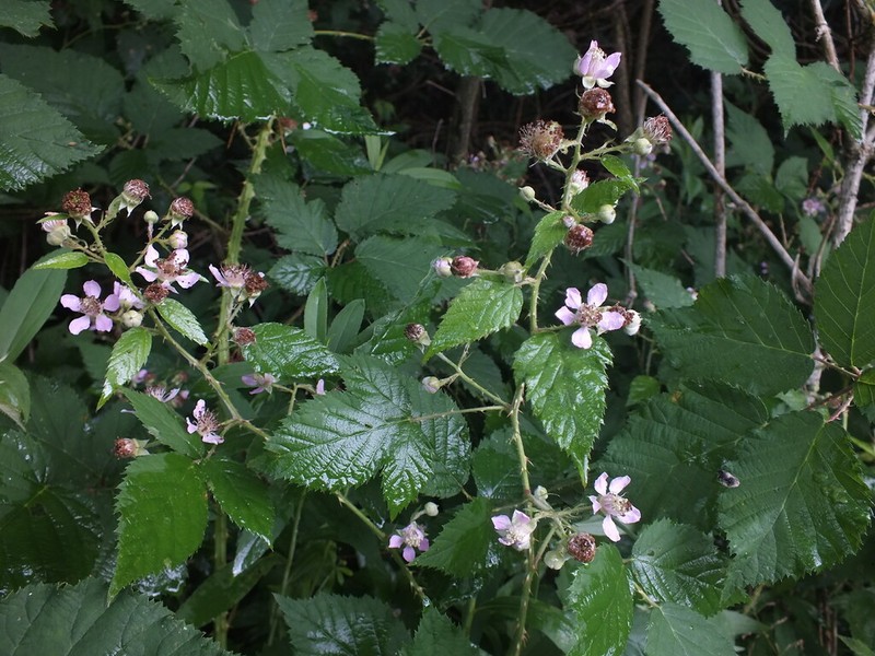 Rubus styriacus photo 2