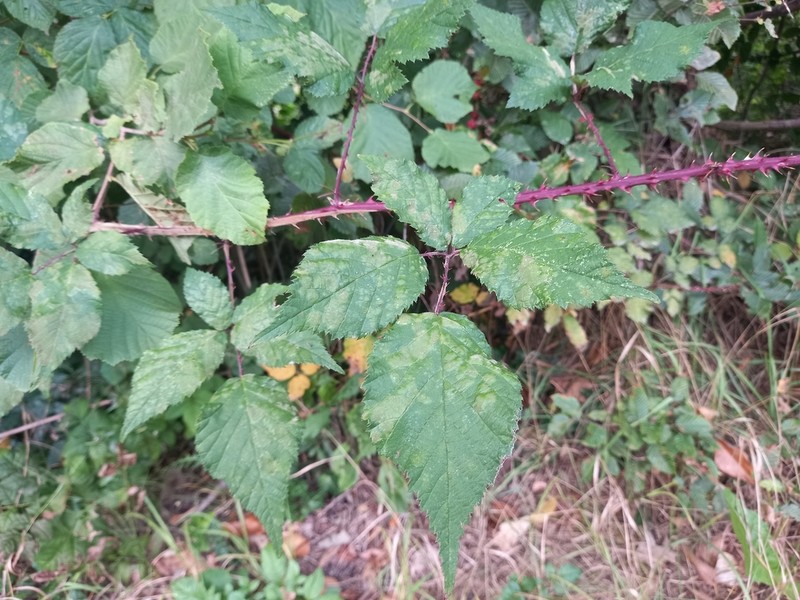 Rubus styriacus photo 4