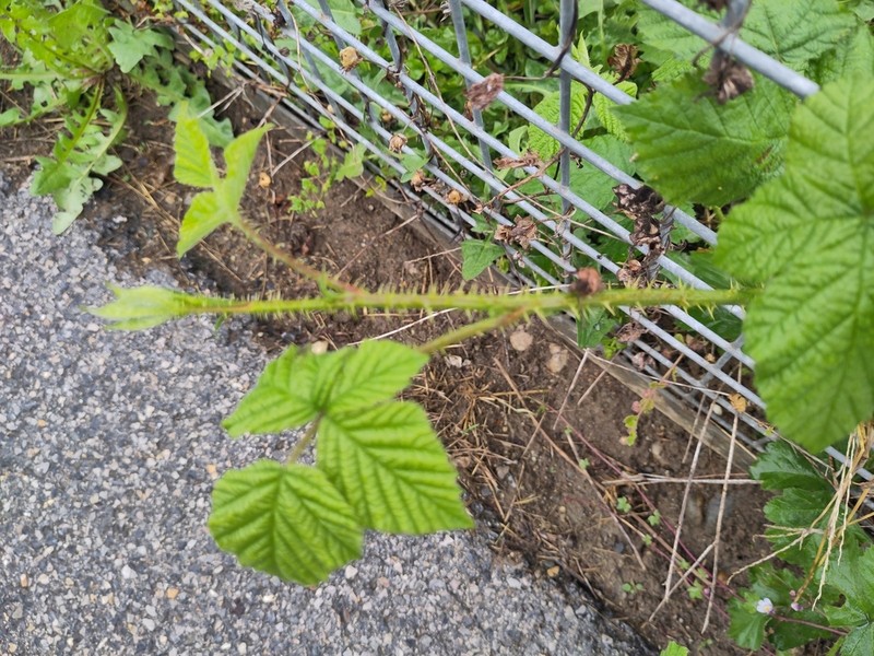 Rubus styriacus photo 5