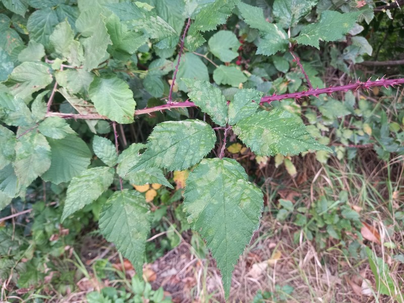 Rubus styriacus photo 6