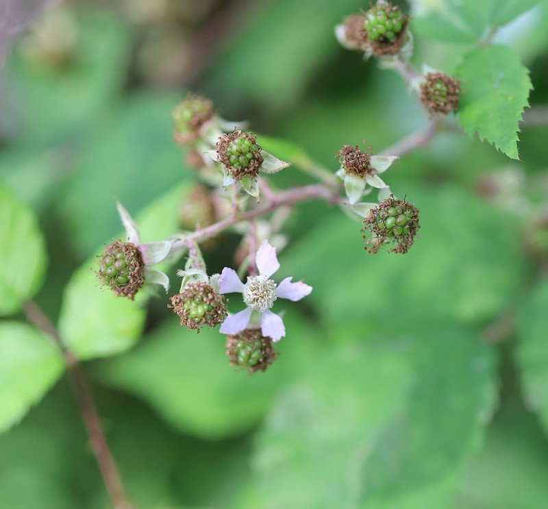 Rubus styriacus photo 7