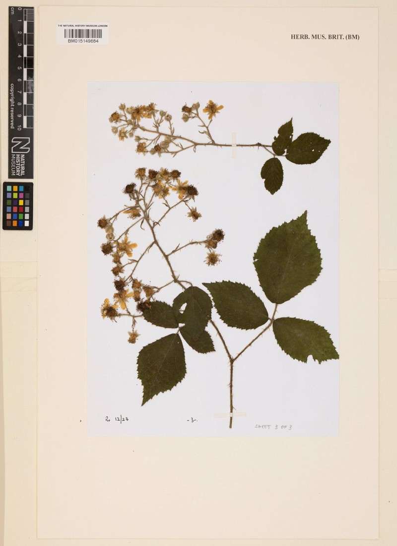 Rubus subadenanthus