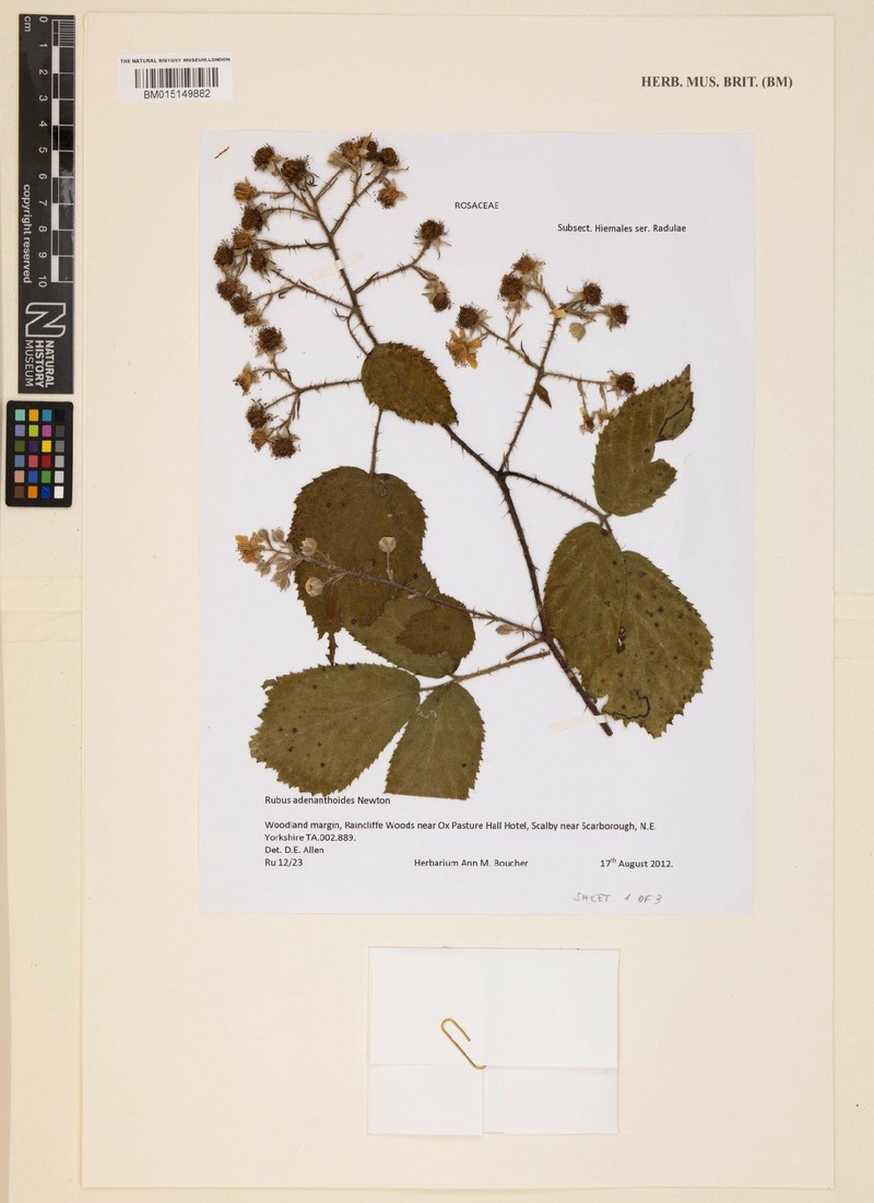 Rubus subadenanthus photo 2