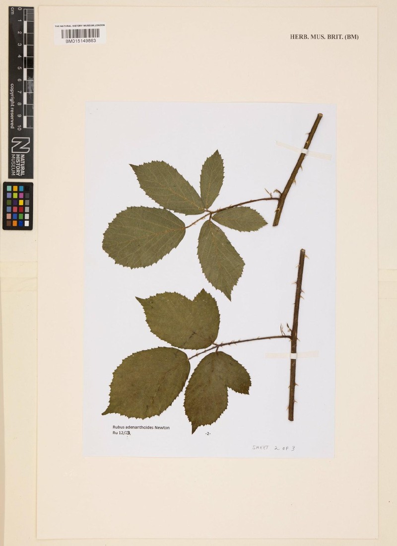 Rubus subadenanthus photo 3