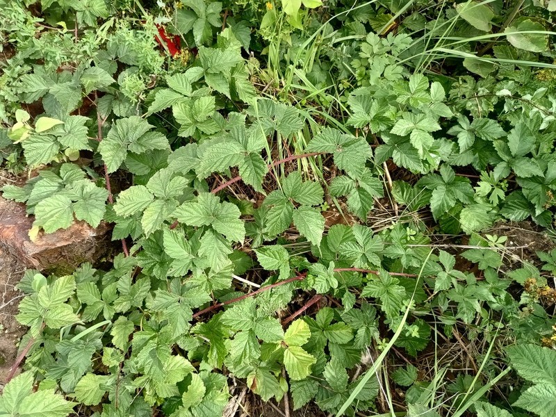 Rubus subgothicus
