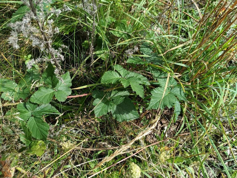 Rubus subgothicus photo 2