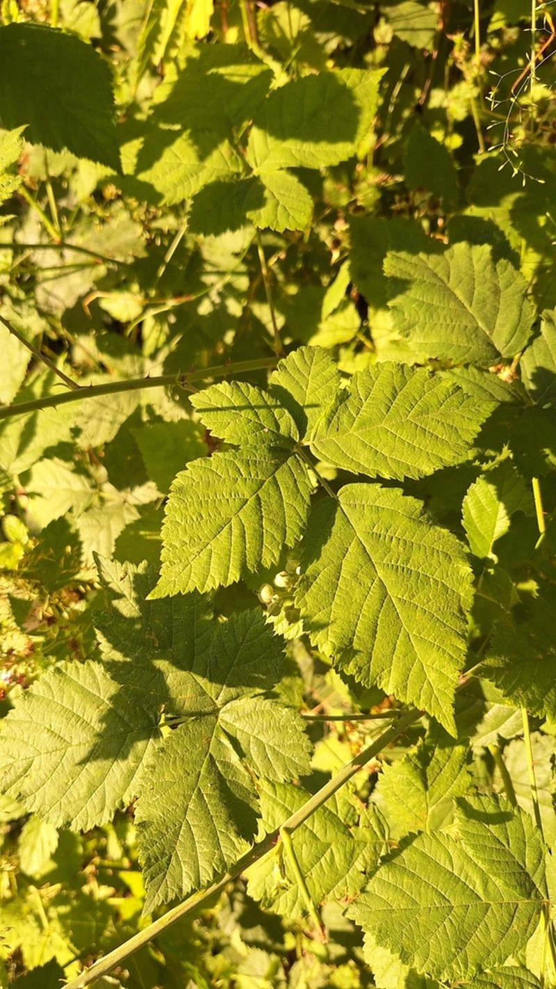 Rubus subgothicus photo 3
