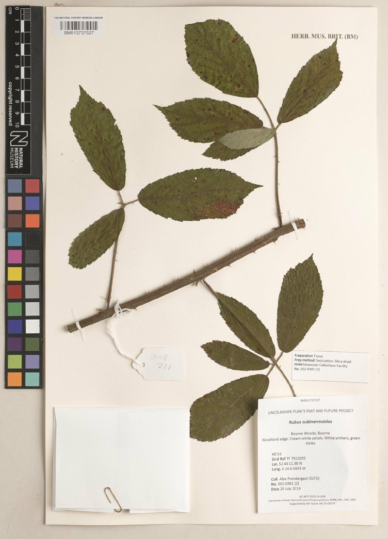 Rubus subinermoides