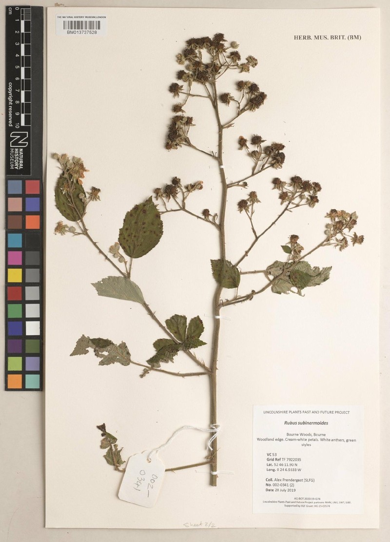 Rubus subinermoides photo 2