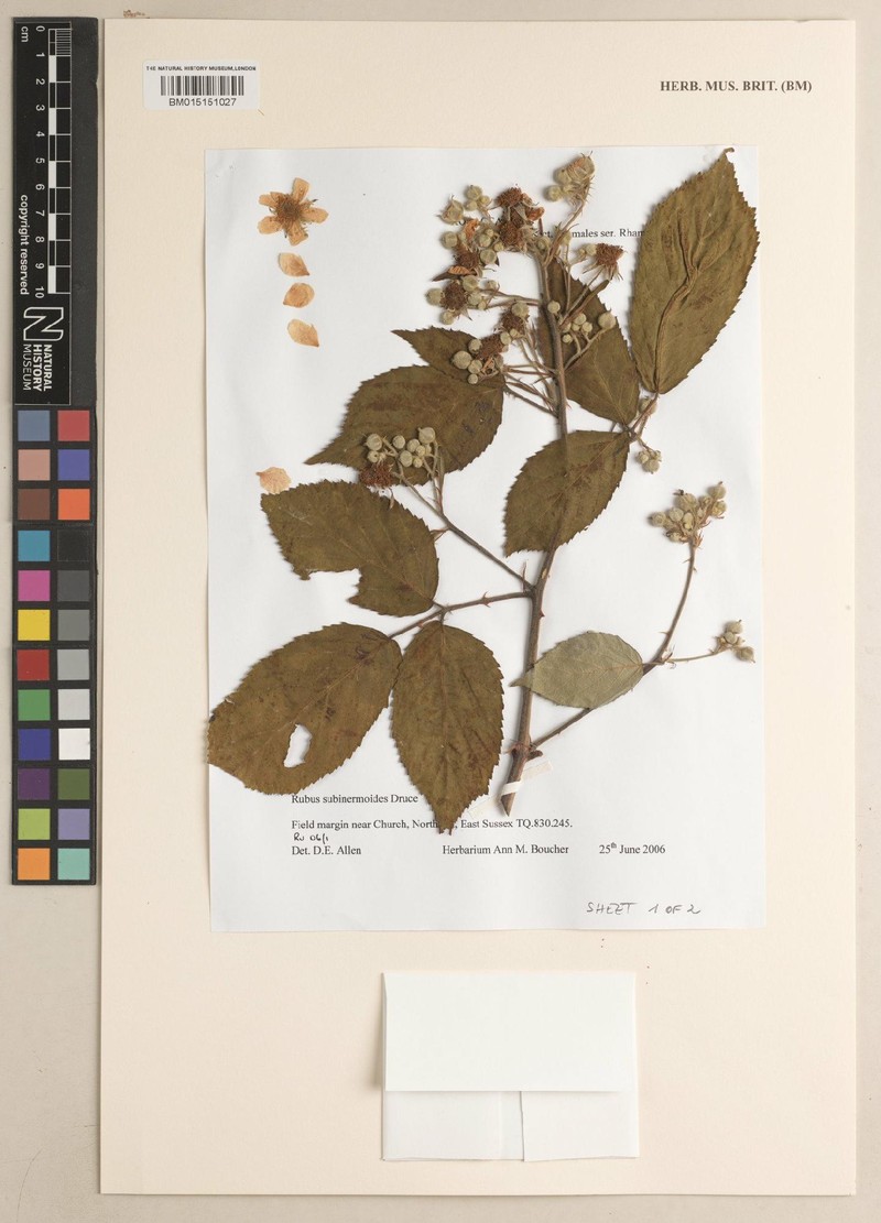 Rubus subinermoides photo 3
