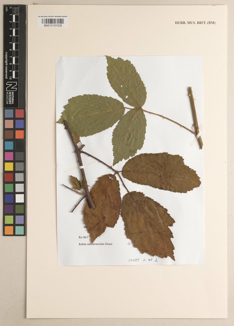 Rubus subinermoides photo 4