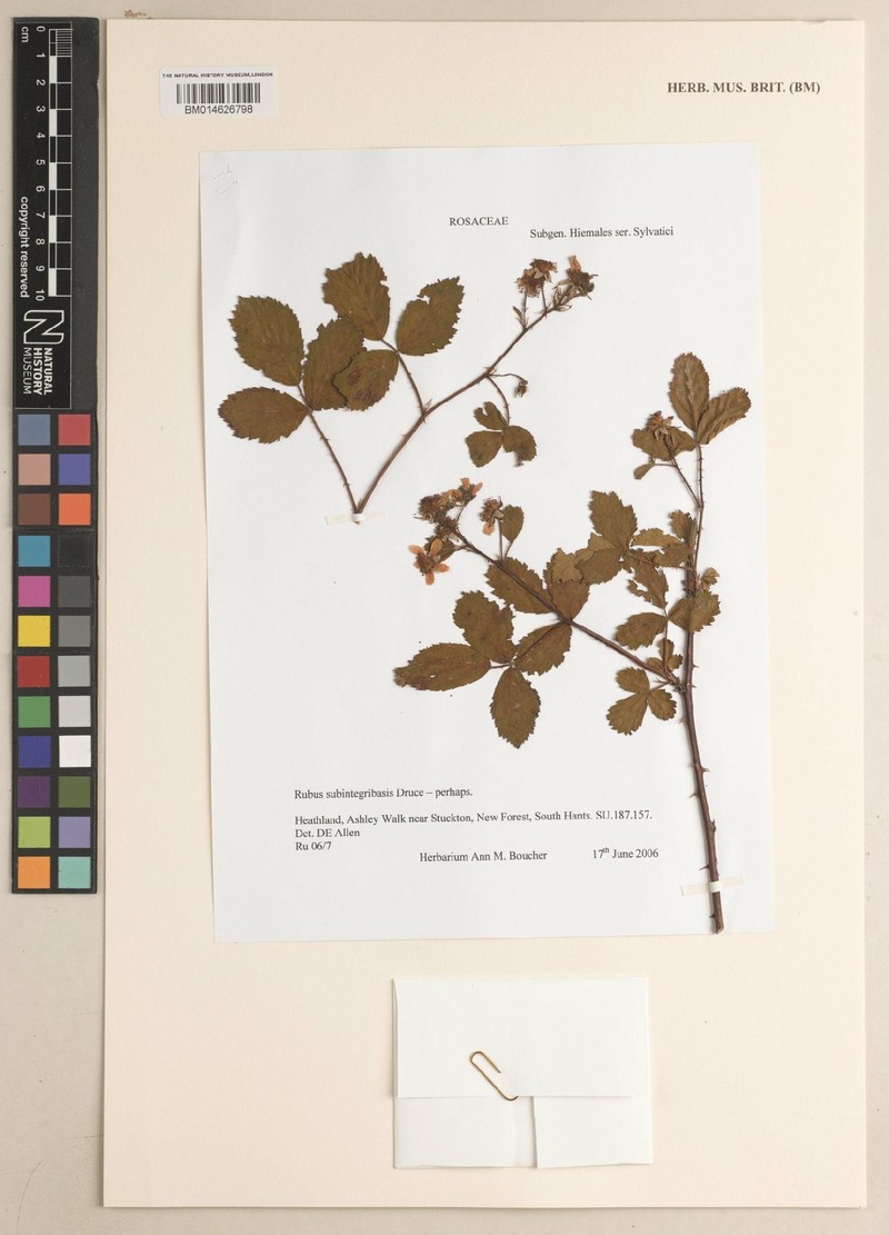 Rubus subintegribasis