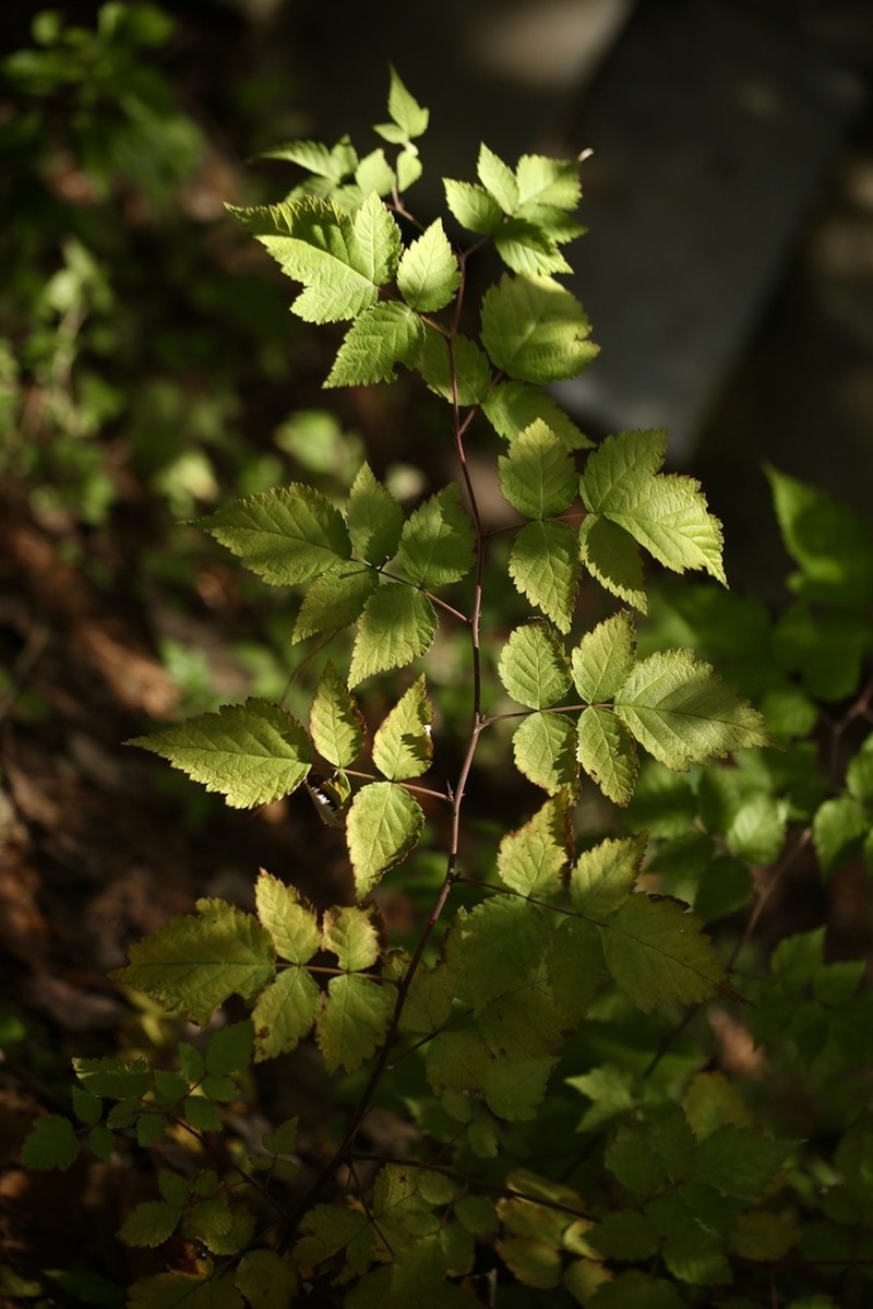 Rubus subornatus