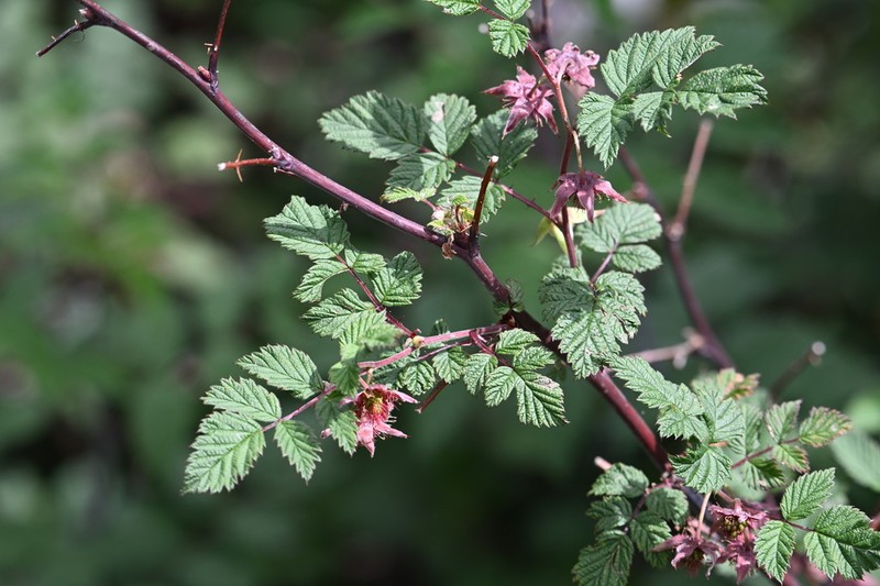 Rubus subornatus photo 2