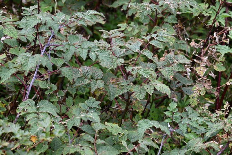 Rubus subornatus photo 3