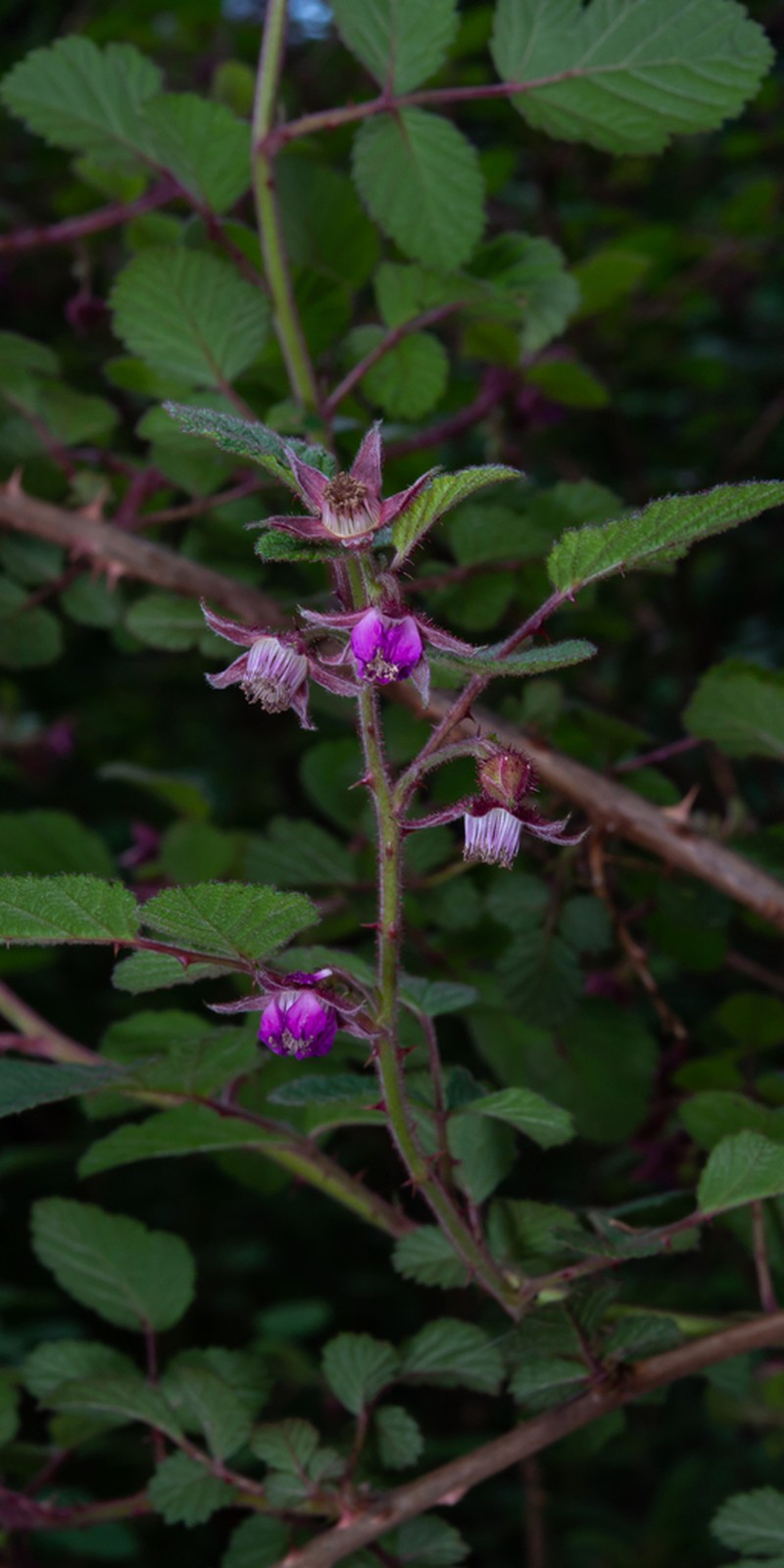 Rubus subornatus photo 4