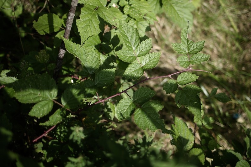 Rubus subornatus photo 5